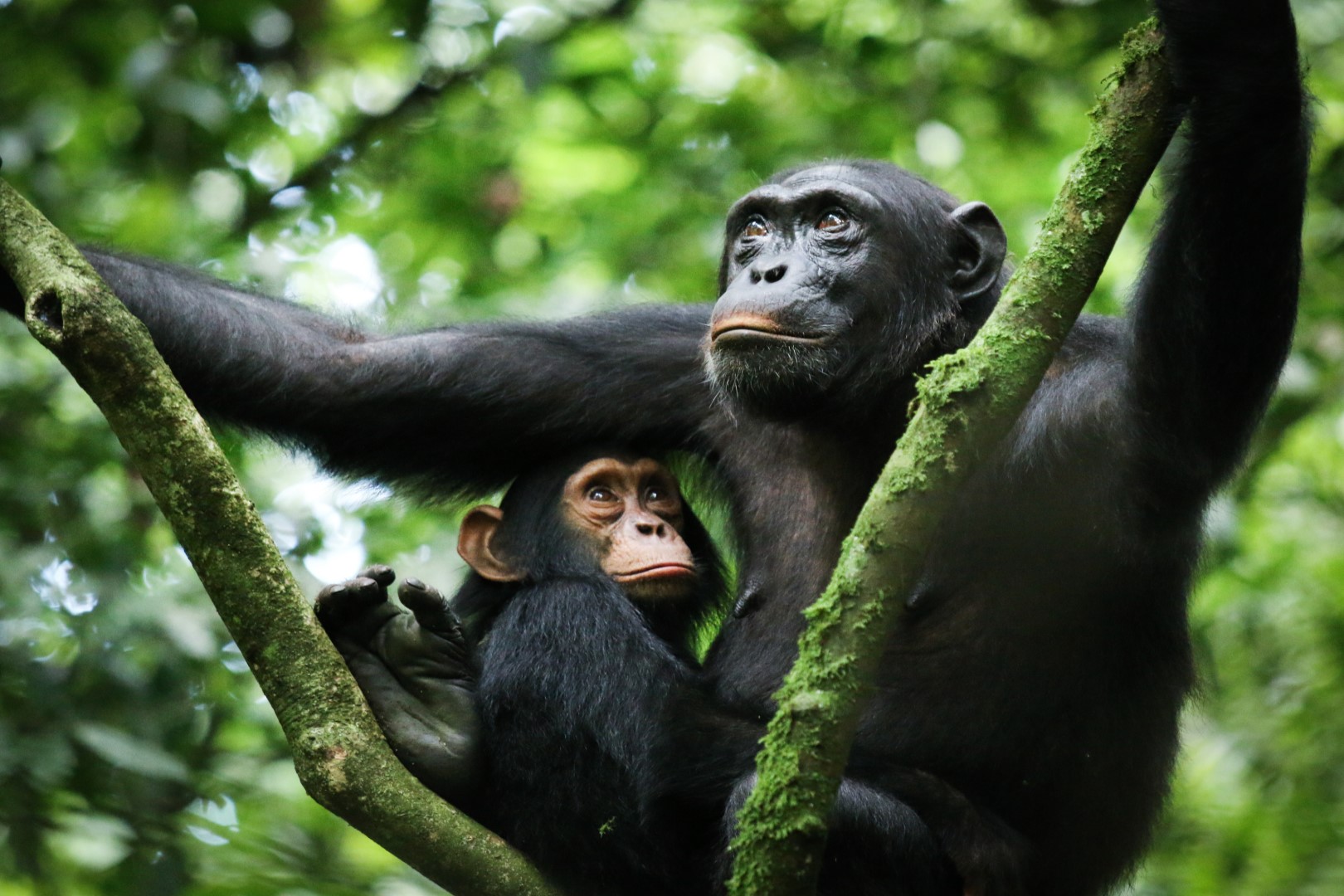 chimp