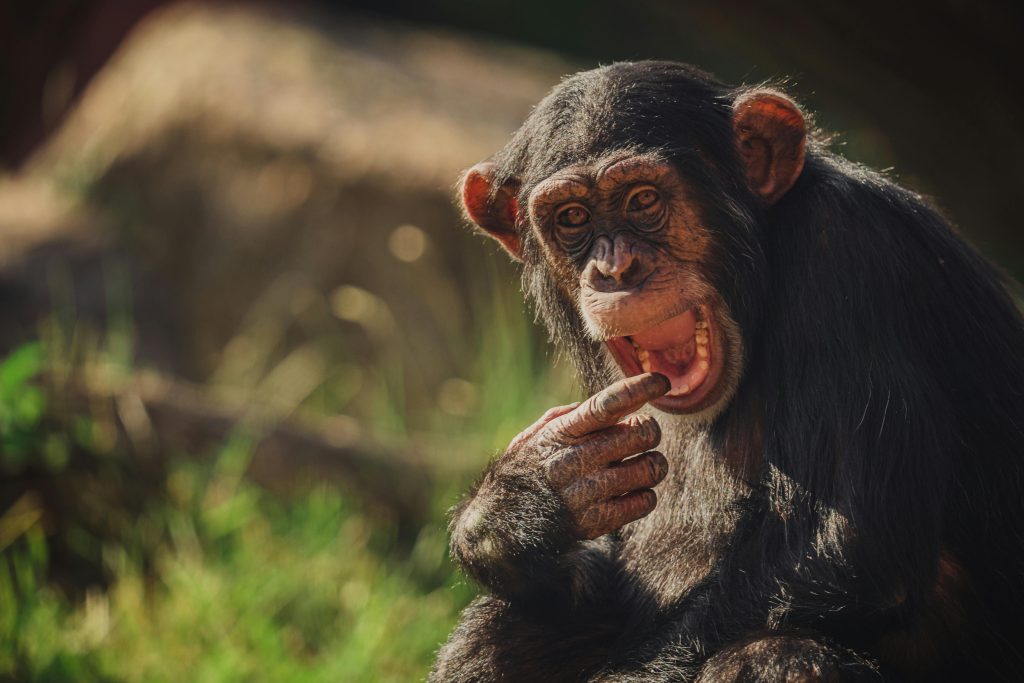 chimpanzee2